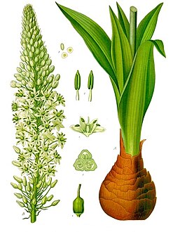 Drimia maritima - Köhler–s Medizinal-Pflanzen-277.jpg