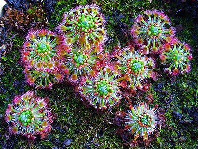 Drosera leucoblasta Habitus