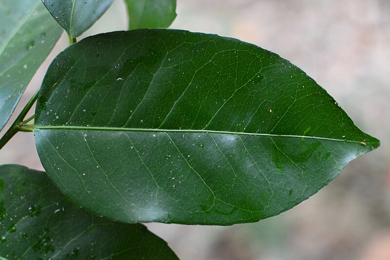 File:Drypetes dolichocarpa leaf.jpg