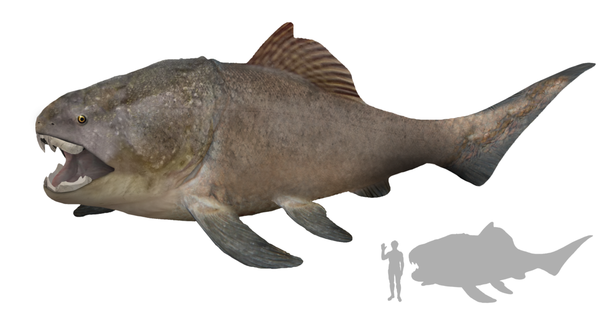 File Dunkleosteus Artist S Impression Png Wikimedia Commons