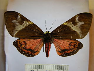 <i>Dysschema lygdamis</i> Species of moth