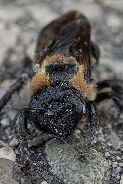 Eastern Carpenter Bee (Xylocopa virginica)