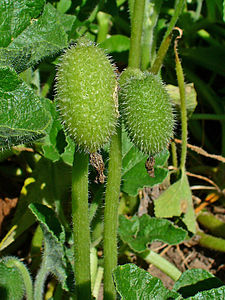 Ecballium elaterium Fruits