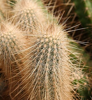 <i>Echinocereus rayonesensis</i> Species of cactus