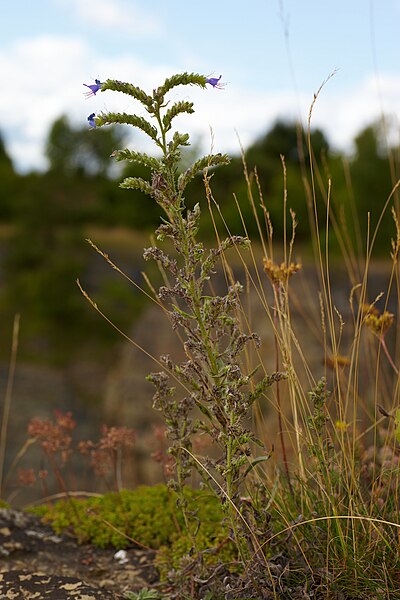 File:Echium vulgare MichaD.jpg