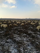 Schaapskudde op de Eder Heide