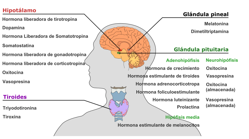 File:Endocrine central nervous es.svg