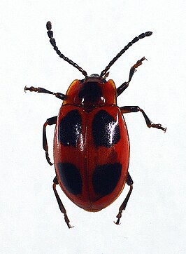 Endomychus coccineus