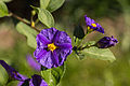 * Nomination Flowers of a gentian sapling (Lycianthes rantonnetii). --Code 05:59, 21 October 2015 (UTC) * Promotion Good quality. --Jacek Halicki 06:21, 21 October 2015 (UTC)