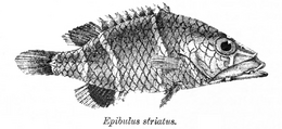 (Epibulus insidiator)