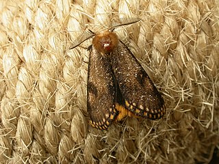 <i>Epicoma contristis</i> Species of moth