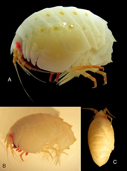 File:Epimeria (Hoplepimeria) robustoides (10.5852-ejt.2017.359) Figure 212.jpg