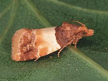 Epinotia festivalana adult.jpg