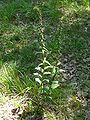 Epipactis helleborine buds France - Dordogne Trélissac