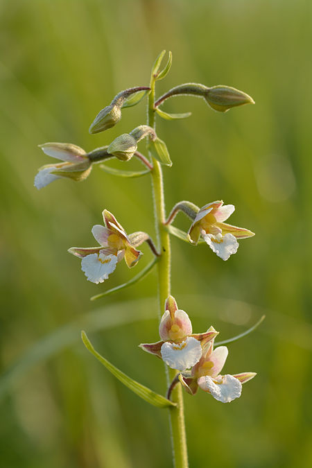 Epipactis