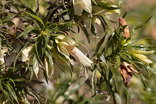 <i>Eremophila alatisepala</i> Species of flowering plant