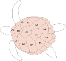 Le dos de la carapace comporte cinq plaques centrales (C1 à C5) dites vertébrales et quatre paires de plaques latérales (L1 à L4 et L1' à L4') appelées costales.