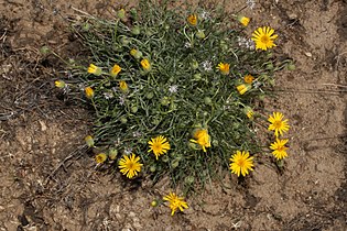 Erigeron linearis