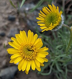 Erigeron linearis iNat-117820807.jpg