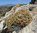 Eriogonum heermannii var. sulcatum