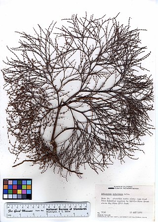 <i>Eriogonum mohavense</i> Species of wild buckwheat