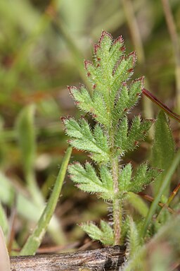 Erodium cicutarium 3246