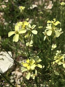 erysimum bonannianum.jpg