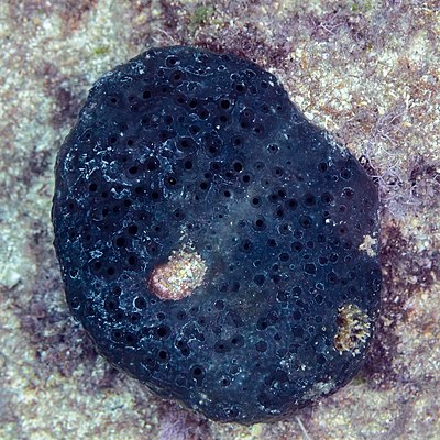 Sponge (Scalarispongia scalaris), Amphitheater, Paphos, Cyprus