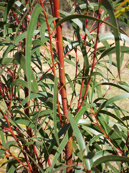 File:Eucalyptus multicaulis Batemans Bay.jpg