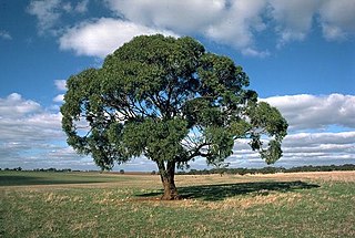 <i>Eucalyptus odorata</i> Species of plant