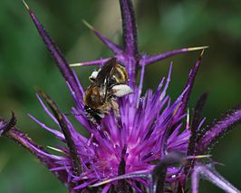 Eucera cinnamomea