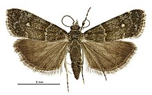 Eudonia microphthalma male.jpg