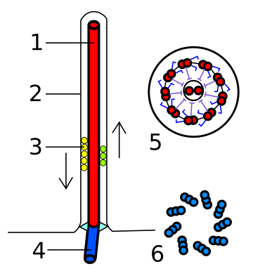 Cos basal