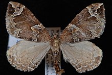 Eulithis xylina.jpg