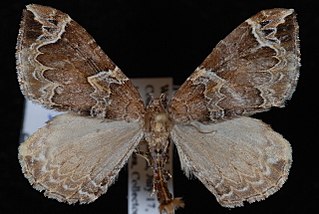 <i>Eulithis xylina</i> species of moth