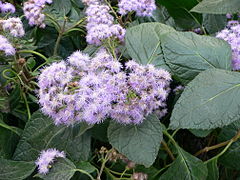 Eupatorium sordidum.jpg