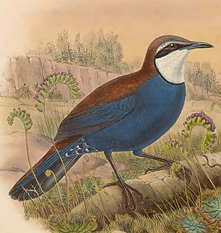 <span class="mw-page-title-main">Chestnut-backed jewel-babbler</span> Species of bird