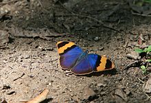 Euphaedra neophron.jpg