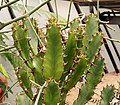 Miniatura para Euphorbia parviceps