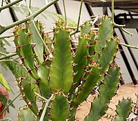 Euphorbia parviceps
