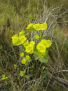 Euphorbia serrata