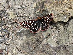 Description de l'image Euphydryas chalcedona 16862.JPG.