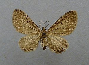 Eupithecia actaeata.jpg