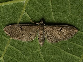 <i>Eupithecia extraversaria</i> Species of moth