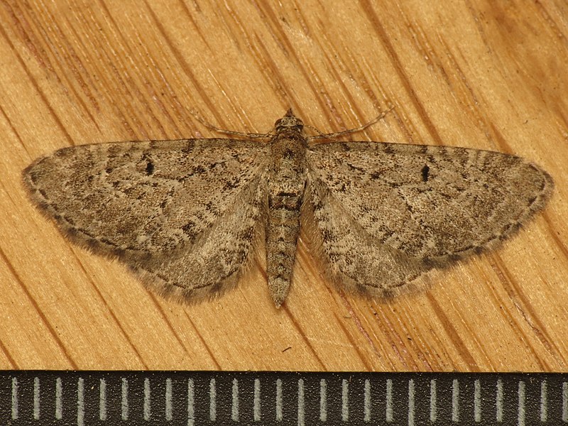 File:Eupithecia sp. (8956210491).jpg