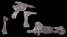 Skull fragments, NHM Eustreptospondylus skull fragments (39152089754).jpg