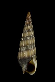 <i>Partecosta sandrinae</i> Species of gastropod