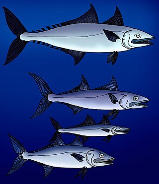 <span class="mw-page-title-main">Euzaphlegidae</span> Extinct family of fishes