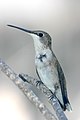 Female Hummingbird (11) (228793101).jpg
