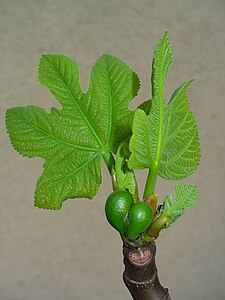 Ficus carica Young inflorescences